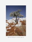 tree, pi�on pine, Garden of the Gods, Colorado Springs, Colo